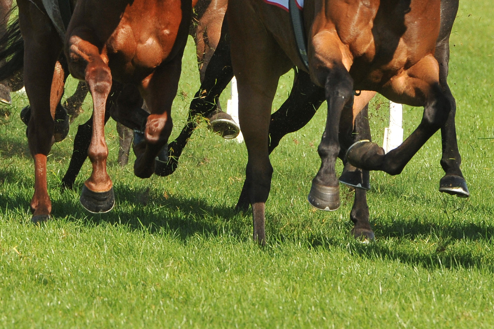 Notre vision de la sellerie pour chevaux de course
